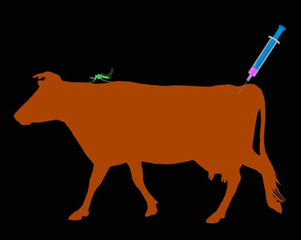 Cow gets vaccination against disease