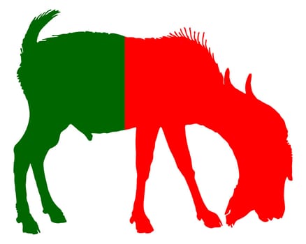 Portuguese billy goat