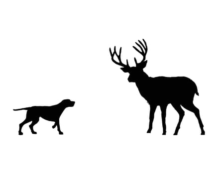 Hunting dog meets deer
