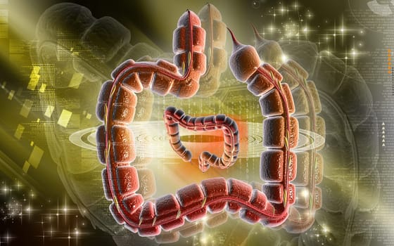 Large intestine