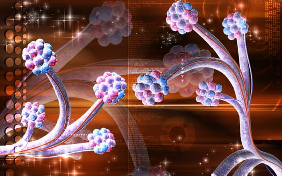 Alveoli