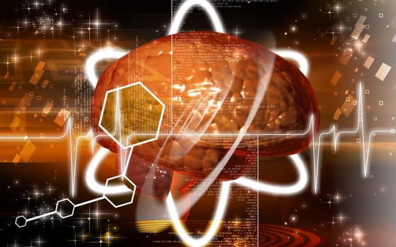 Brain