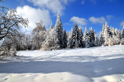 Winter Forest Snow