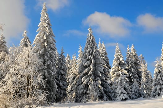 winter,snow,landscape,forest