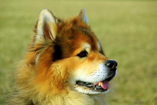 Spitz watch out