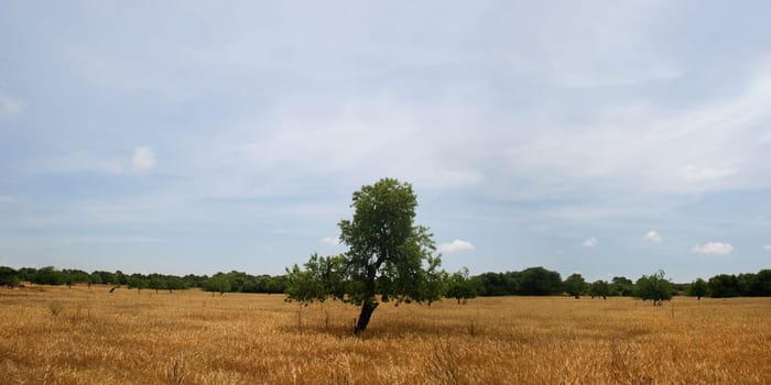 Mallorca wheat field with single tree