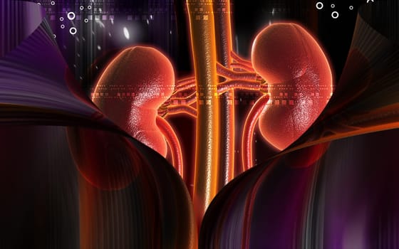 Kidney