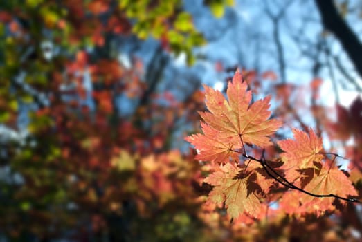 Fall of the maple season