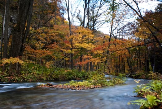 Fall of the maple season