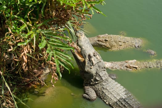 Crocodiles