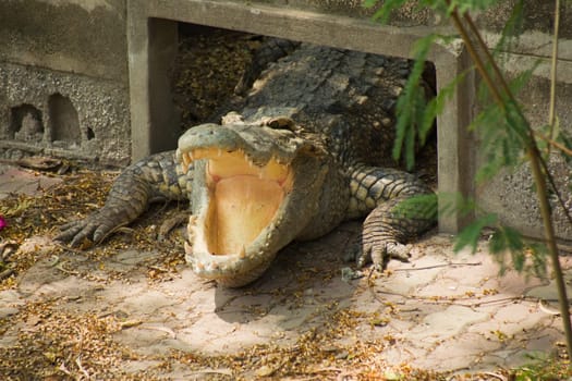 Crocodile