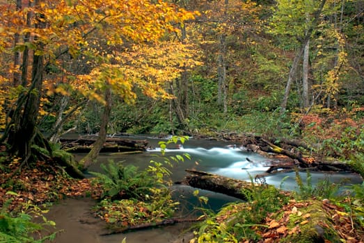Fall of the maple season
