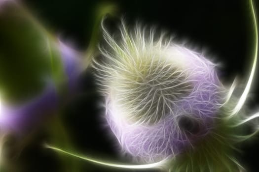 Thistle