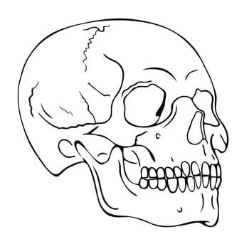 skull