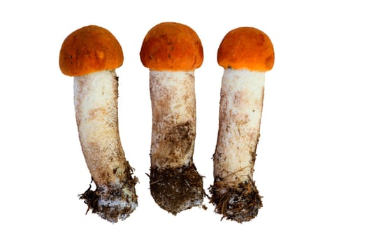 orange birch boletus