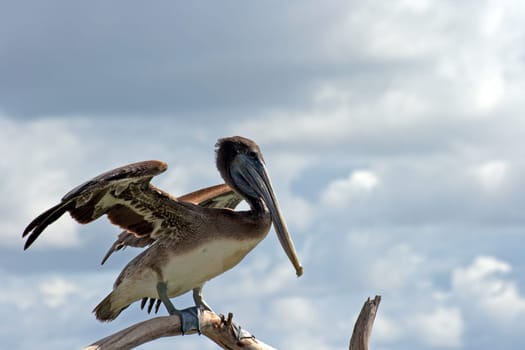 Brauner Pelikan Brown Pelican