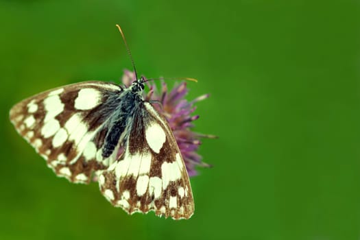 Checkerboard butterfly [Melanargia galathea]