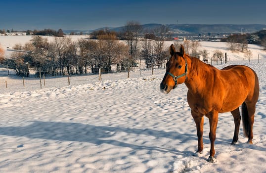 Chestnut mare in the snow