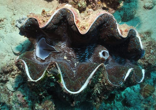 This giant clam was just under a meter away