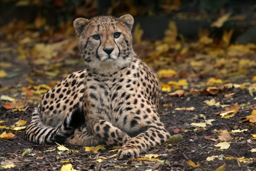 Cheetah