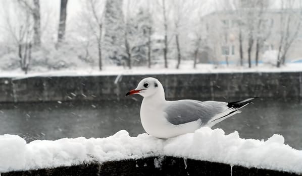 Seagull in the snow