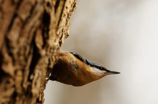 Bird of the Year 2006 Germany