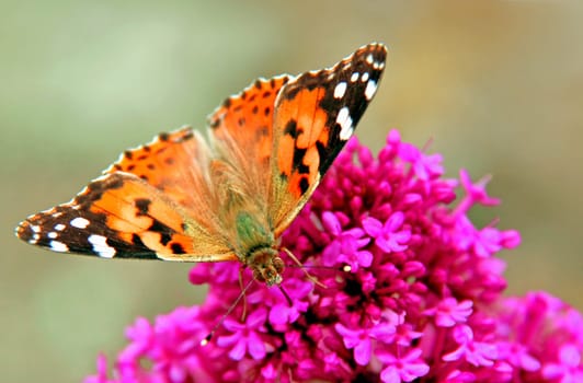Painted Lady Butterfly [Vanessa cardui]