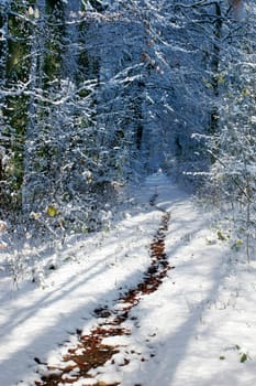 Winter forest with path