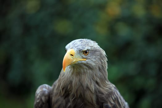 Eagle Portrait Shot