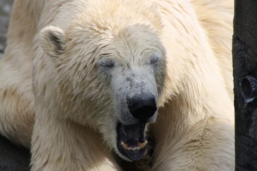 Polar bear yawns