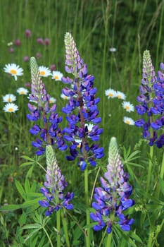 Blue lupins in the field