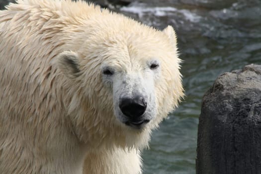 Polar Bear Head
