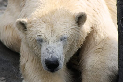 Polar bear lying around