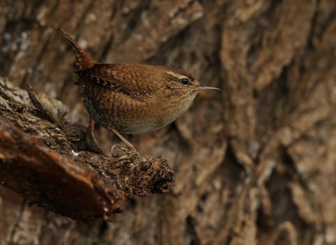 The wren is the third smallest bird in Europe. Fence queens have a body of 9.5 to 11 centimeters. The wingspan is 14 to 15 centimeters and the body weight is usually between 7.5 and 11 grams.