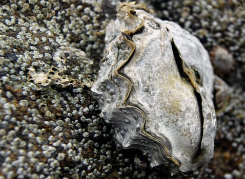 Oyster on rock with barnacles