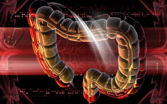 Large intestine