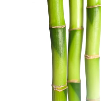 Bamboo