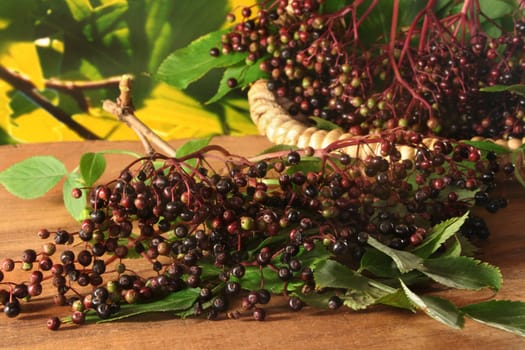 Elderberries