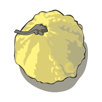 illustration of pumpkin