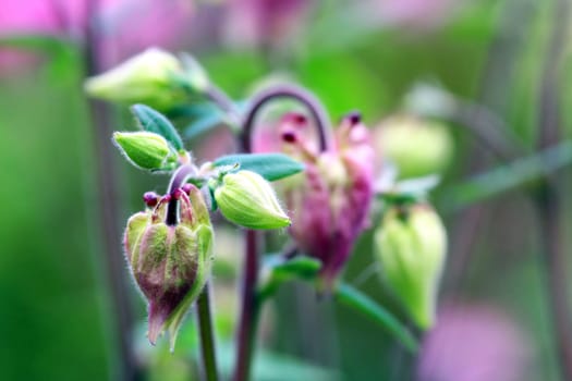 Columbine (Aquilegia vulgaris)