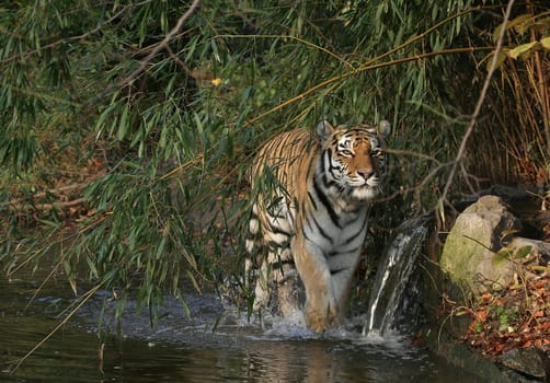 On the prowl