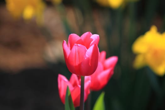 Eine Tulpe - One Tulip