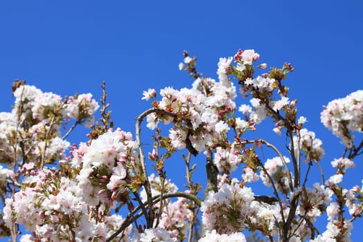 Apfelblüte - Apple blossom 3