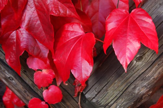 Red vine leaves
