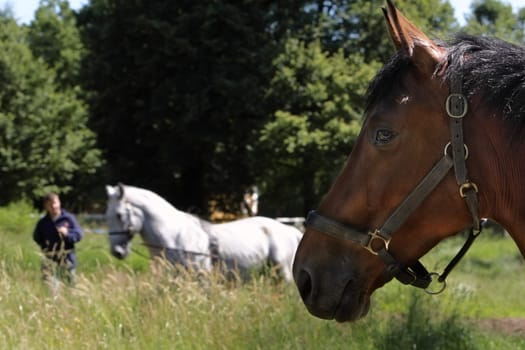 taming white horse with view brown horses, Kladruby nad Labem - starokladrubaci