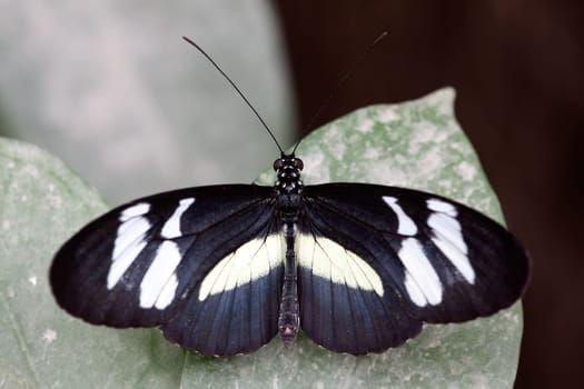 Black beauty