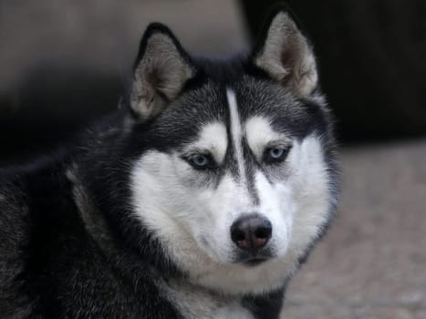Husky