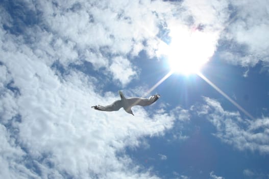 Seagull flying