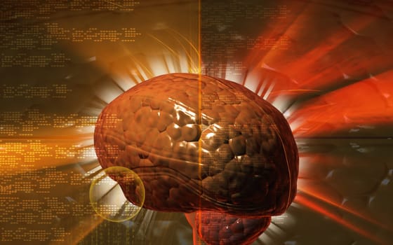 Brain