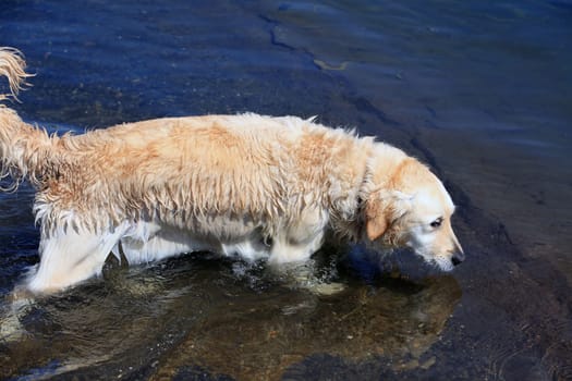 Labrador Retriever 8